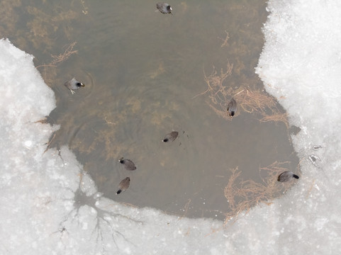 水中的黑水鸡