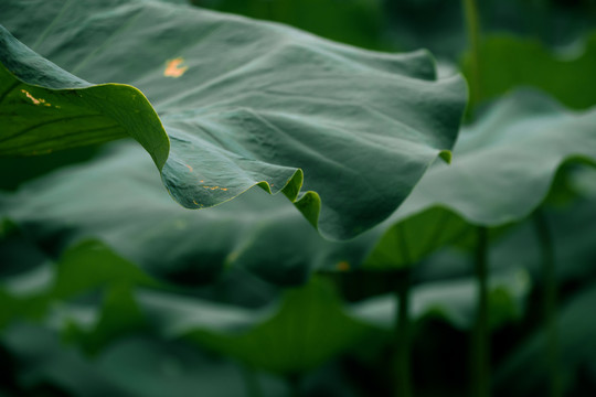 池塘里的荷叶