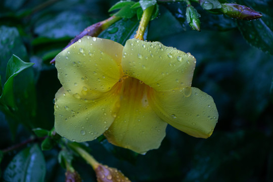 下雨天的黄蝉花