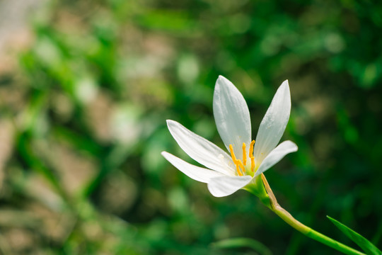 盛开的葱莲花