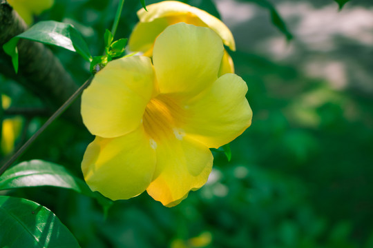 盛开的黄蝉花
