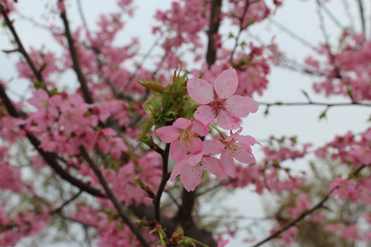 樱花