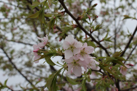 樱花