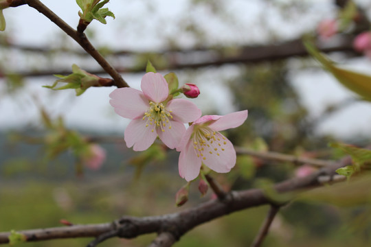 樱花