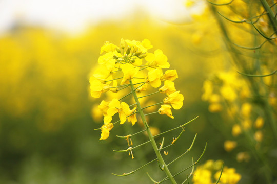 油菜花