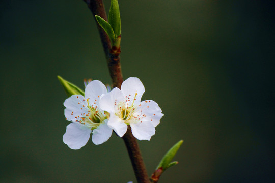 李子花