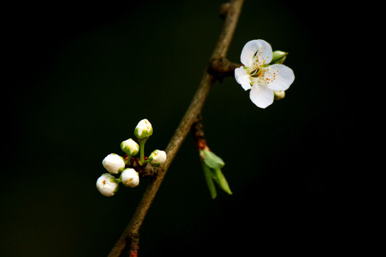 李子花