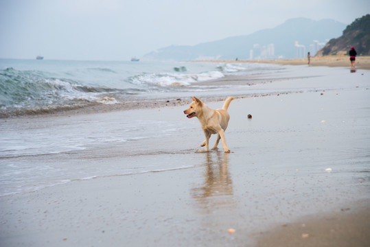 海滩上戏水的黄毛卡罗来纳犬