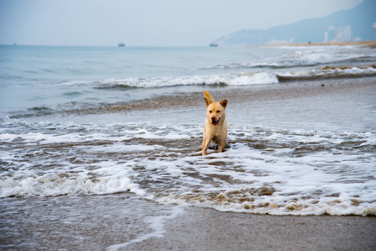 海滩上戏水的黄毛卡罗来纳犬