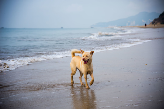 海滩上戏水的黄毛卡罗来纳犬
