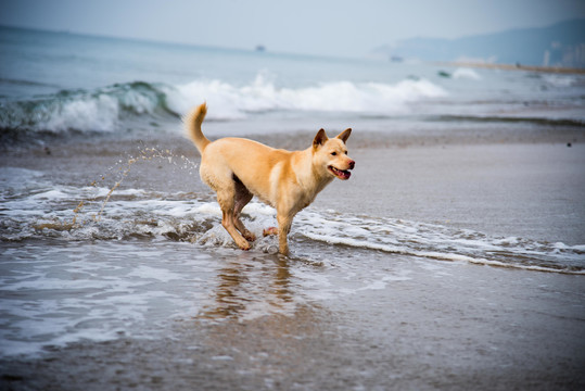 海滩上戏水的黄毛卡罗来纳犬