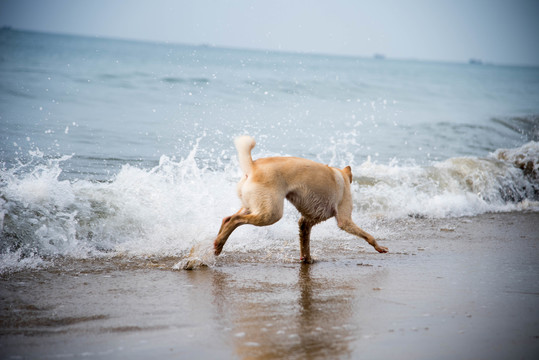 海滩上戏水的黄毛卡罗来纳犬