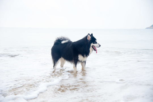 海滩上撒欢的阿拉斯加雪橇犬