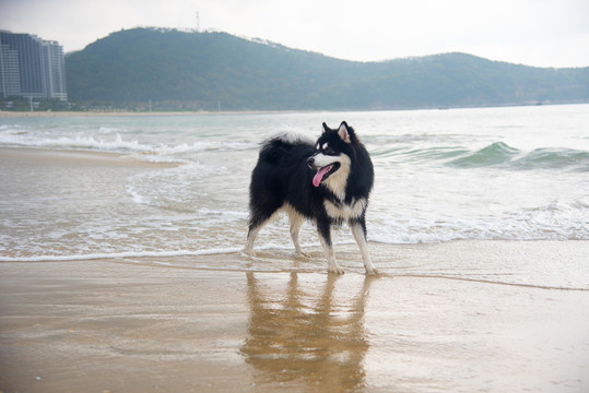 海滩上撒欢的阿拉斯加雪橇犬