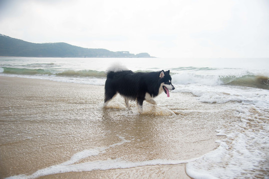 海滩上撒欢的阿拉斯加雪橇犬