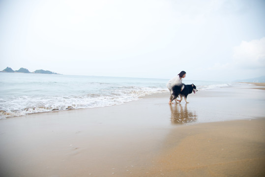 海滩上撒欢的阿拉斯加雪橇犬