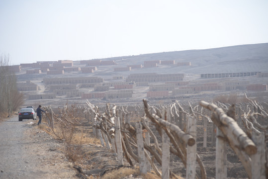 吐鲁番葡萄葡萄种植葡萄架