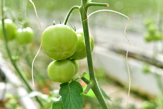 大棚种植西红柿