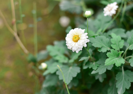 杭白菊