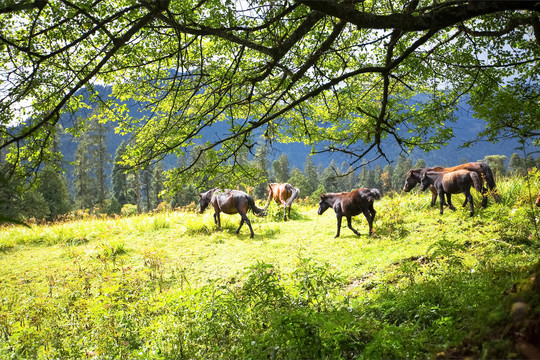 中国西藏高原牧场的马群
