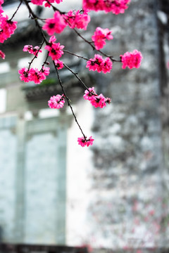 以徽派建筑为背景的桃花