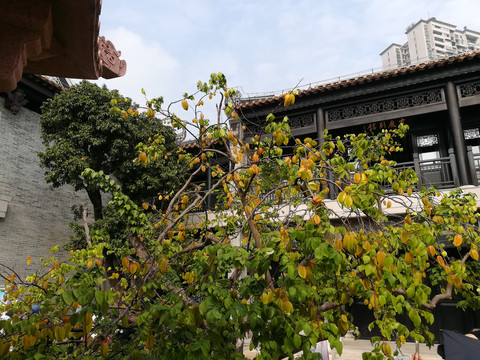 杨桃树