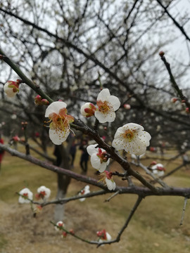 梅花