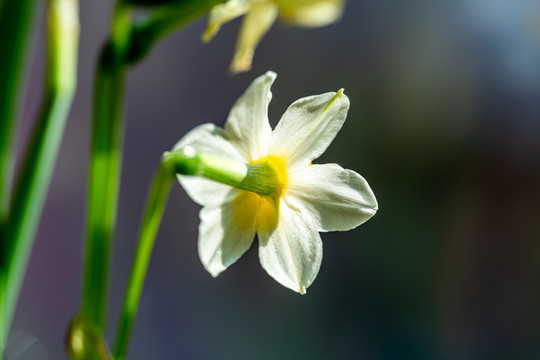 水仙花