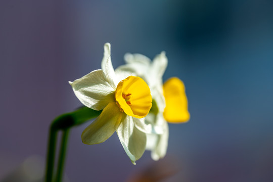 水仙花