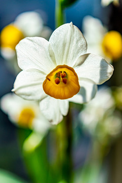 水仙花