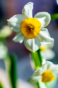 水仙花