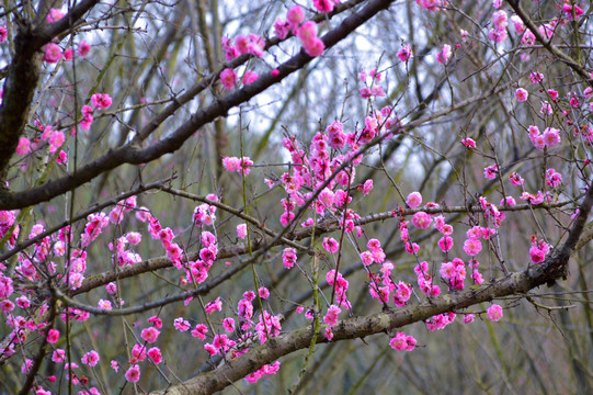 梅花