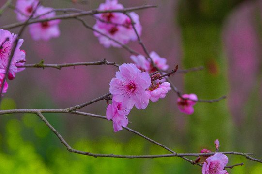 梅花