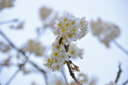 樱桃花