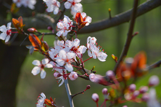 李花