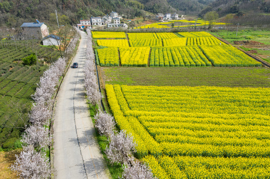 樱花大道