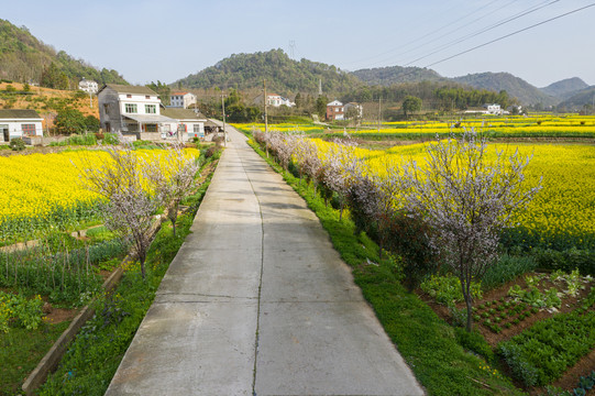 春天乡村公路