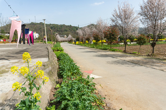 樱花大道