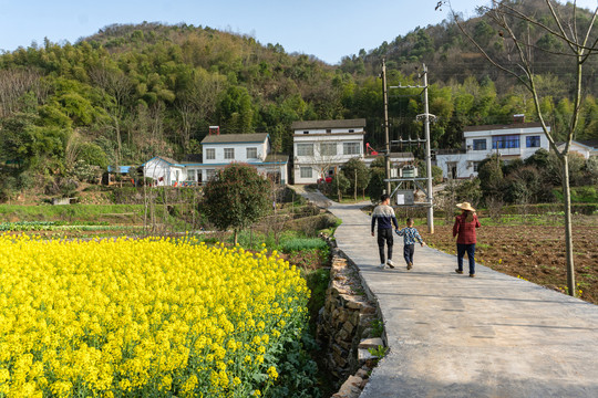 春天乡村公路