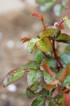 雨后的月季花枝