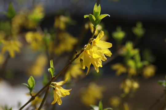 黄花背景黄花素材