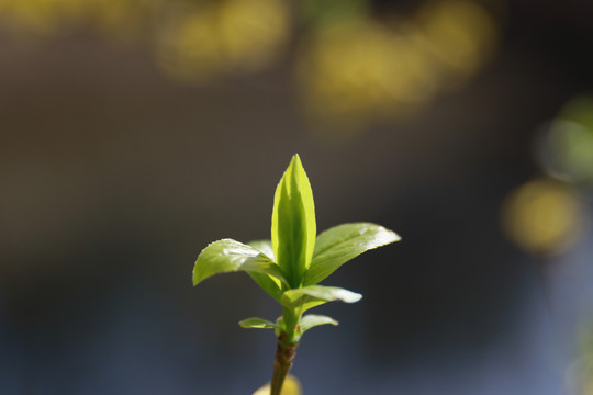 黄花背景黄花素材