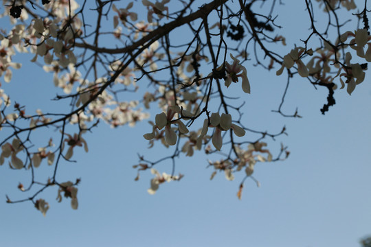 春暖花开杏花满枝