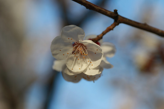 杏林春色盛开的杏花