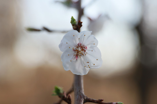 杏花一枝独秀