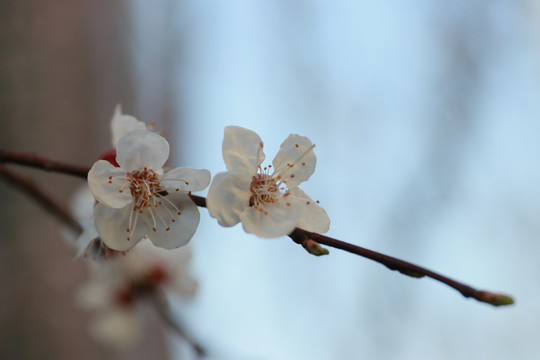 杏花盛开绽放