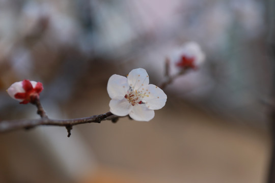 杏花盛开绽放