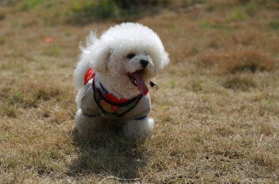 比熊犬