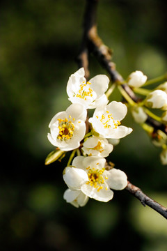 李子花