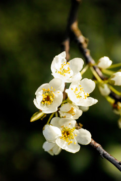 李子花